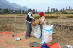 Farmers in Bungamati Busy Harvesting Paddy