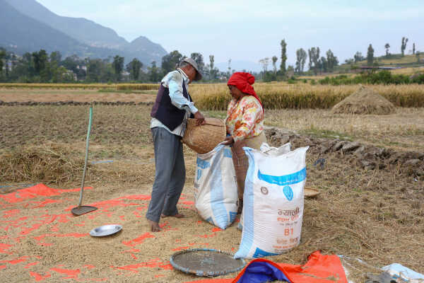 Farmers in Bungamati Busy Harvesting Paddy