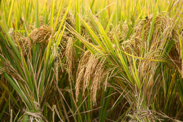 Farmers in Bungamati Busy Harvesting Paddy