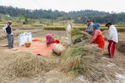 Farmers in Bungamati Busy Harvesting Paddy