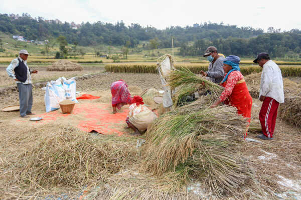 Farmers in Bungamati Busy Harvesting Paddy