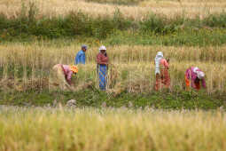 Farmers in Bungamati Busy Harvesting Paddy