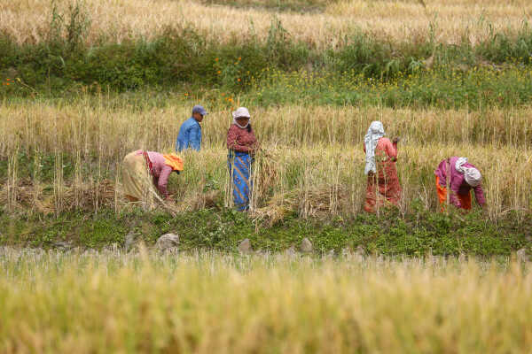 Farmers in Bungamati Busy Harvesting Paddy
