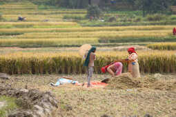 Farmers in Bungamati Busy Harvesting Paddy