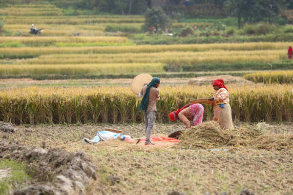 Farmers in Bungamati Busy Harvesting Paddy