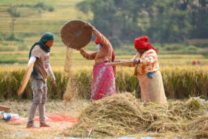 Farmers in Bungamati Busy Harvesting Paddy