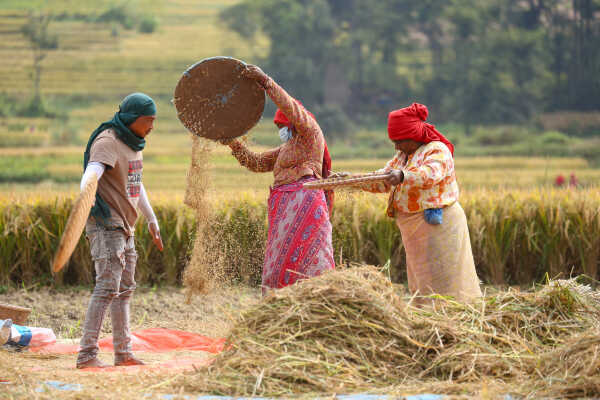 Farmers in Bungamati Busy Harvesting Paddy