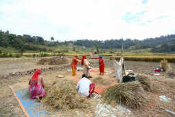 Farmers in Bungamati Busy Harvesting Paddy