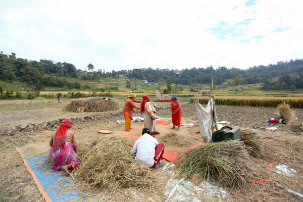 Farmers in Bungamati Busy Harvesting Paddy