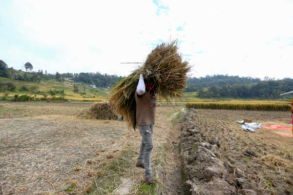 Farmers in Bungamati Busy Harvesting Paddy