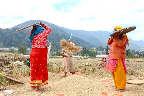 Farmers in Bungamati Busy Harvesting Paddy