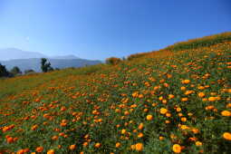 Farmers Busy in Harvesting marigold flowers as Tihar Begins