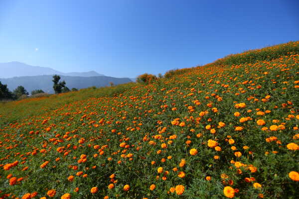Farmers Busy in Harvesting marigold flowers as Tihar Begins