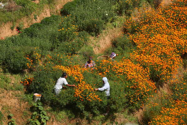 Farmers Busy in Harvesting marigold flowers as Tihar Begins