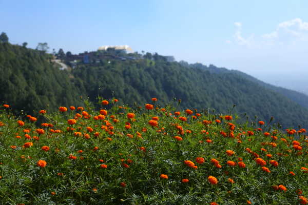 Farmers Busy in Harvesting marigold flowers as Tihar Begins