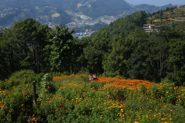 Farmers Busy in Harvesting marigold flowers as Tihar Begins
