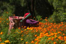 Farmers Busy in Harvesting marigold flowers as Tihar Begins