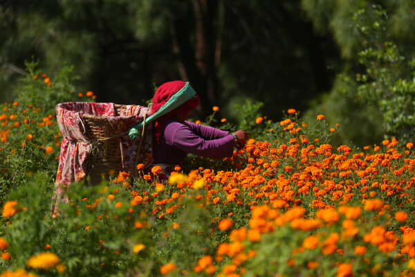 Farmers Busy in Harvesting marigold flowers as Tihar Begins