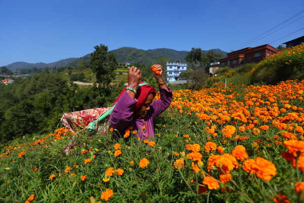 Farmers Busy in Harvesting marigold flowers as Tihar Begins