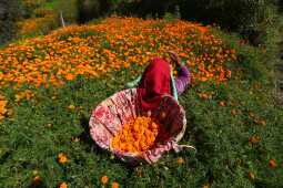 Farmers in Seto Gumba Busy Harvesting marigold flowers as Tihar Begins