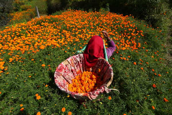 Farmers in Seto Gumba Busy Harvesting marigold flowers as Tihar Begins