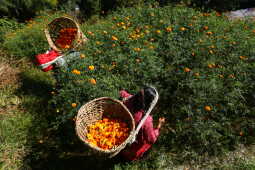 Farmers in Seto Gumba Busy Harvesting marigold flowers as Tihar Begins