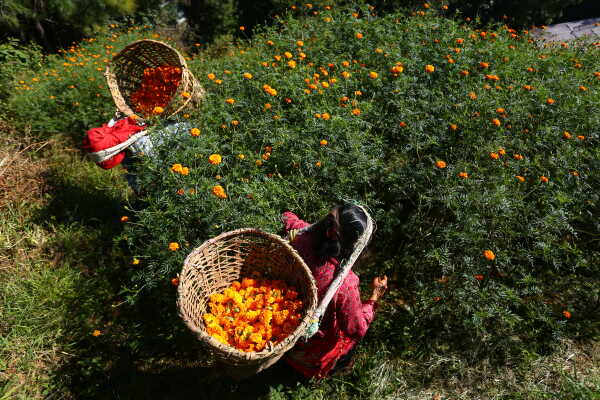 Farmers in Seto Gumba Busy Harvesting marigold flowers as Tihar Begins