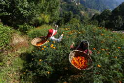 Farmers in Seto Gumba Busy Harvesting marigold flowers as Tihar Begins