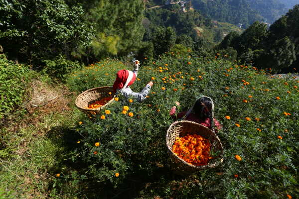 Farmers in Seto Gumba Busy Harvesting marigold flowers as Tihar Begins