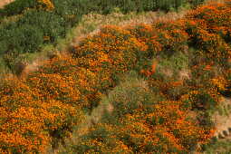 Farmers Busy in Harvesting marigold flowers as Tihar Begins