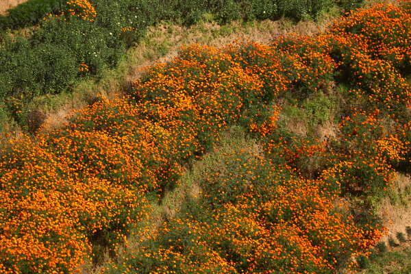 Farmers Busy in Harvesting marigold flowers as Tihar Begins