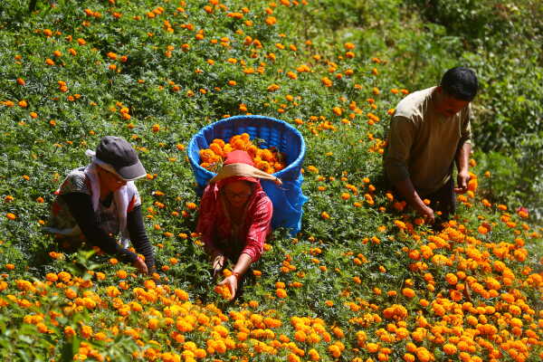 Farmers Busy in Harvesting marigold flowers as Tihar Begins