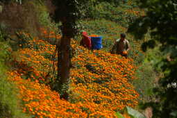 Farmers Busy in Harvesting marigold flowers as Tihar Begins
