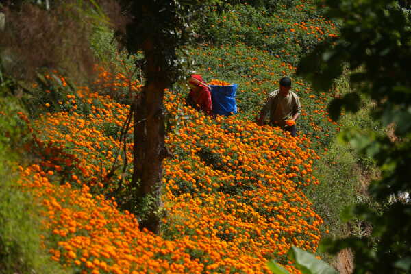 Farmers Busy in Harvesting marigold flowers as Tihar Begins