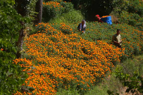 Farmers Busy in Harvesting marigold flowers as Tihar Begins