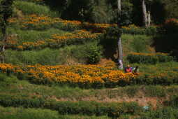 Farmers Busy in Harvesting marigold flowers as Tihar Begins