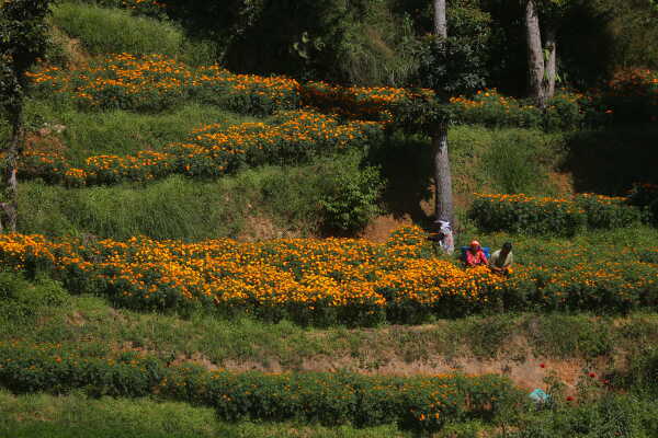 Farmers Busy in Harvesting marigold flowers as Tihar Begins