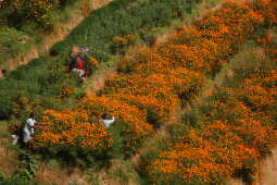 Farmers Busy in Harvesting marigold flowers as Tihar Begins