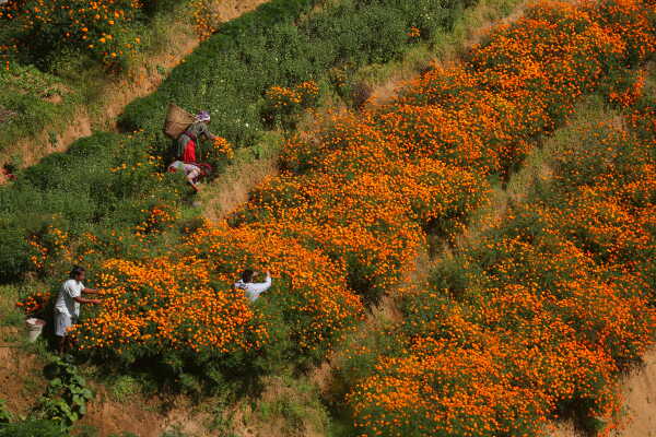 Farmers Busy in Harvesting marigold flowers as Tihar Begins