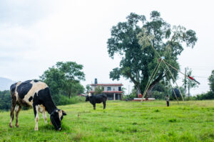 Dashain