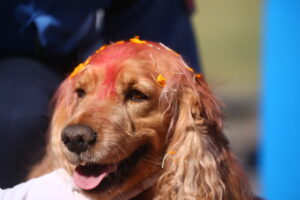 Nepal Police Service Dogs Honored During Kukur Tihar in Kathmandu