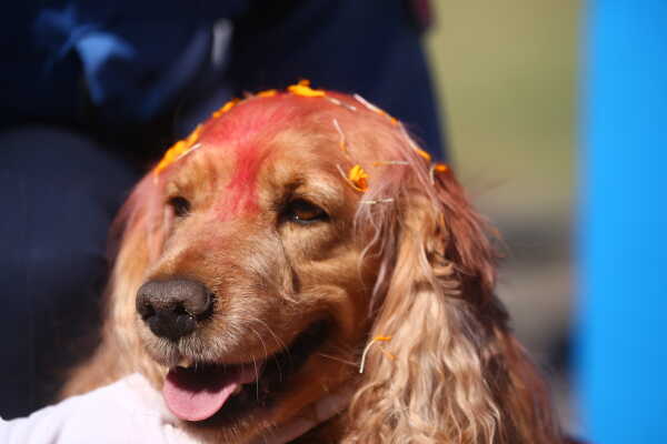 Nepal Police Dogs Honored During Kukur Tihar in Kathmandu