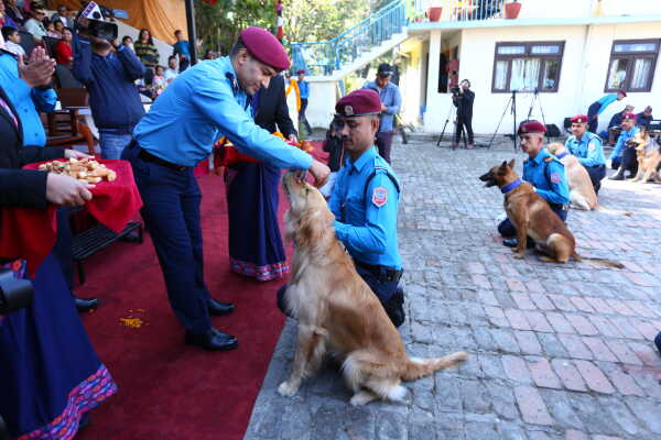 Nepal Police Dogs Honored During Kukur Tihar in Kathmandu