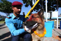 Nepal Police Dogs Honored During Kukur Tihar in Kathmandu
