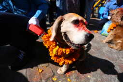 Nepal Police Dogs Honored During Kukur Tihar in Kathmandu