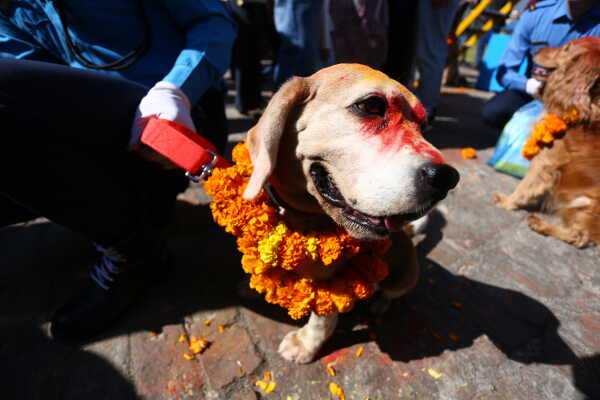 Nepal Police Dogs Honored During Kukur Tihar in Kathmandu