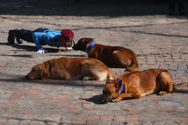 Nepal Police Dogs Honored During Kukur Tihar in Kathmandu