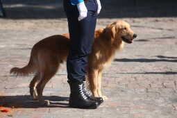 Nepal Police Dogs Honored During Kukur Tihar in Kathmandu