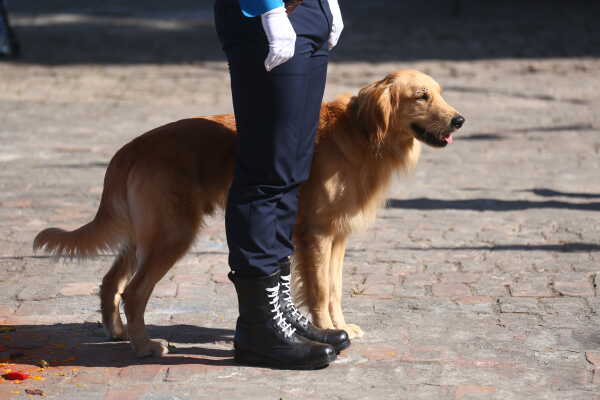 Nepal Police Dogs Honored During Kukur Tihar in Kathmandu