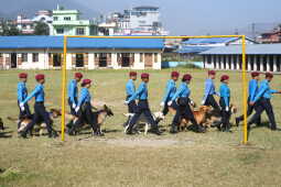 Nepal Police Dogs Honored During Kukur Tihar in Kathmandu